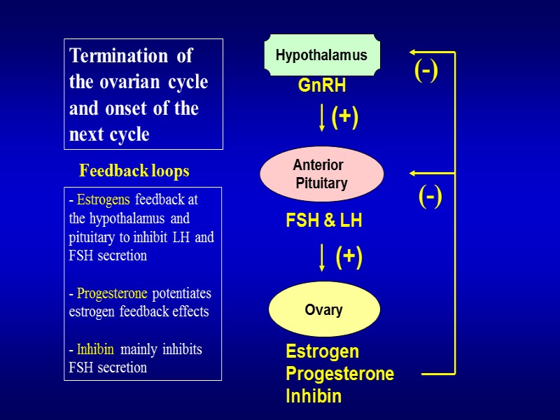 GnRH Anterior  Pituitary FSH & LH Ovary Estrogen Progesterone Inhibin (-) (+) (+)